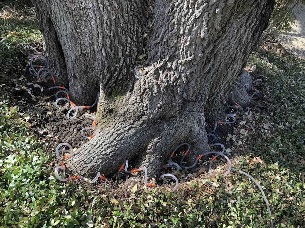 Detailed Tree Cabling and Bracing job site in Ponderay