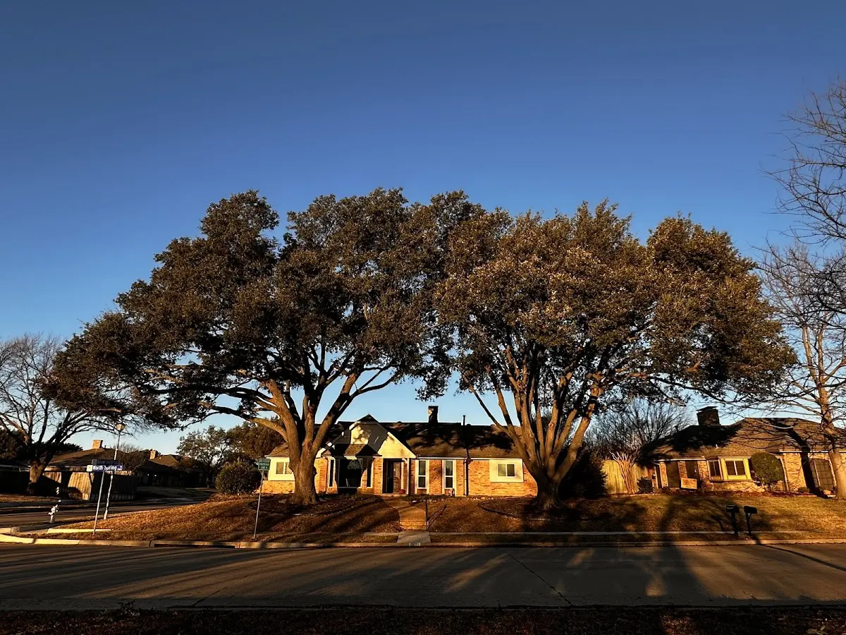 Established residential canopy tree shading a home in Ponderay